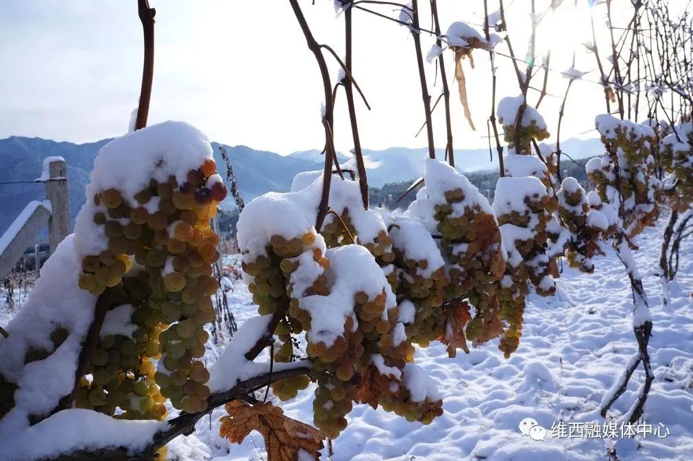 1702522659797055471.jpg 3.jpg