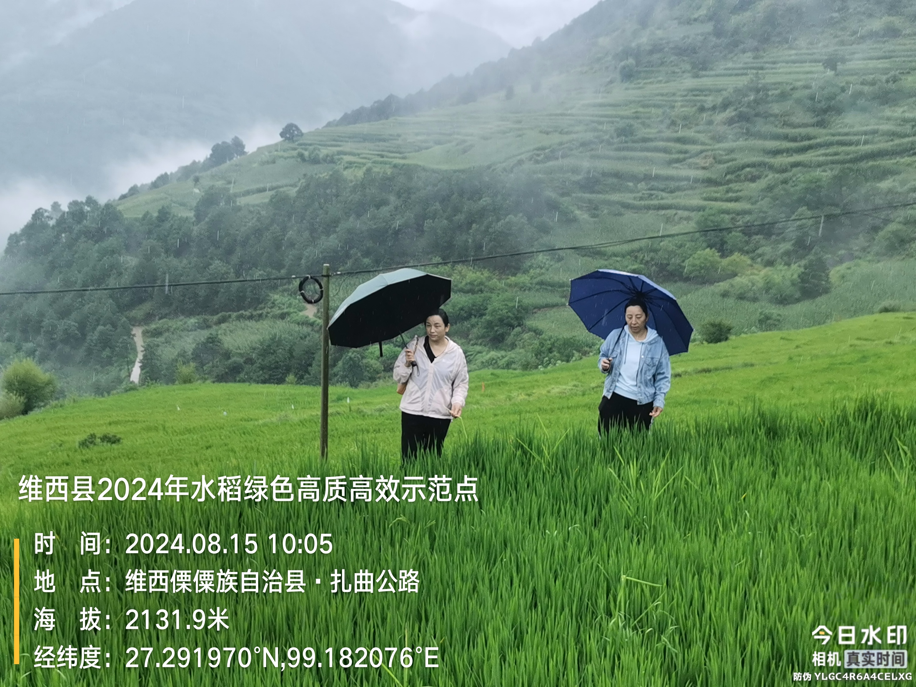 1724203744679013956.jpg 绿色水稻.jpg