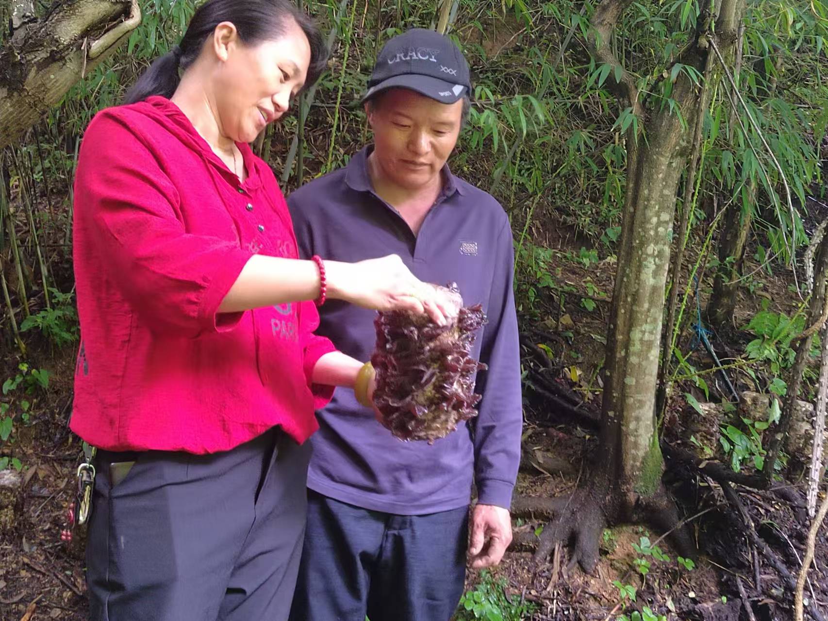 迪庆州科技特派员李玉梅手把手传授林下木耳种植技术。.jpg