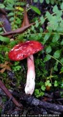 201307051124364243.jpg